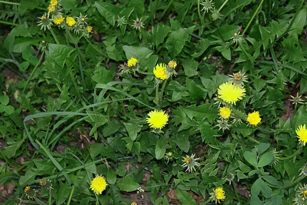 Pissenlits Jaunes Dans Herbe Belle Nature Russe — Photo