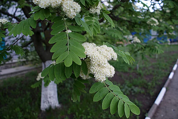 Vårblommor Blommande Träd — Stockfoto