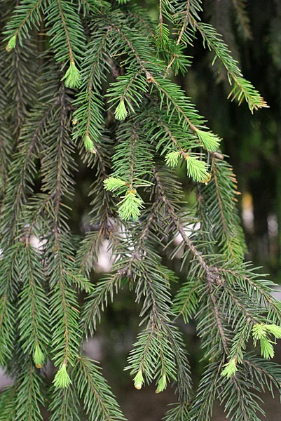 Coniferen Planten Het Forest Het Park Het Voorjaar — Stockfoto