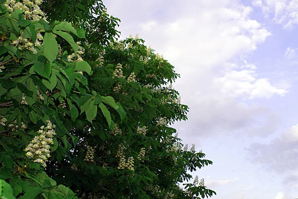 Цветущий Каштан Парке — стоковое фото