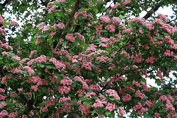 Весна Цветущие Деревья Цветы — стоковое фото