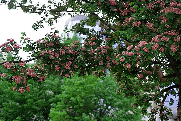 Wiosna Kwitnienia Drzew Kwiaty — Zdjęcie stockowe