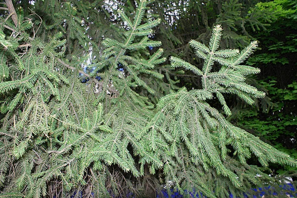 Plantas Coníferas Bosque Parque Primavera — Foto de Stock