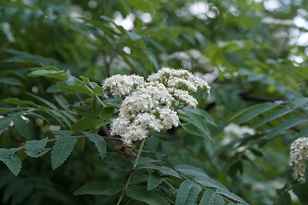 Primavera Árvores Com Flores Flores — Fotografia de Stock