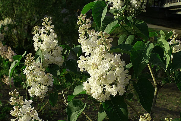 Gatan Blommande Lila Vår — Stockfoto