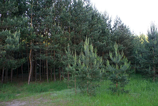 Tűlevelű Növények Abban Erdőben Tavaszi Park — Stock Fotó