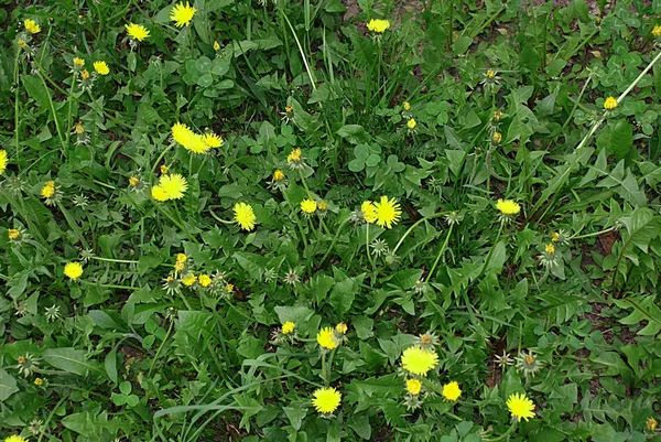 Yellow Dandelions Grass Beautiful Russian Nature — Stock Photo, Image