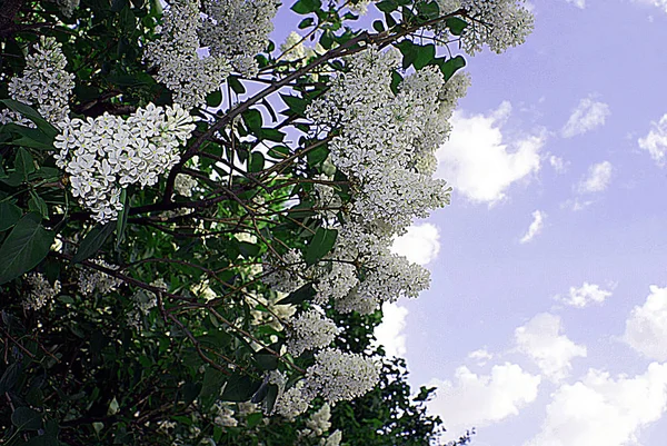Street Blooming Lilac Spring — Stock Photo, Image