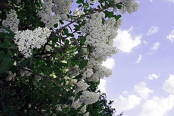 Gatan Blommande Lila Vår — Stockfoto