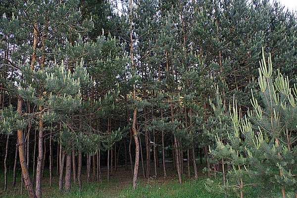 Κωνοφόρα Φυτά Δάσος Και Πάρκο Άνοιξη — Φωτογραφία Αρχείου