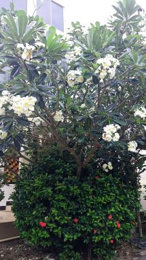 Adada çiçekli ağaçlar.