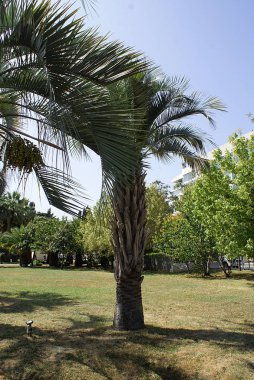 Palmiye ağaçları, parkta çim.