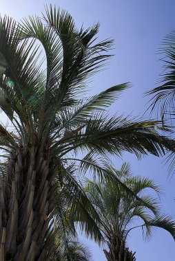 Palmiye ağaçları, parkta çim.