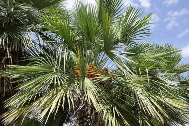 Palmiye ağaçları, parkta çim.