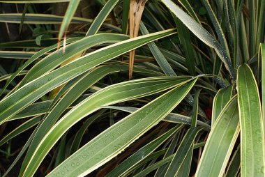 Su damlacıkları ile bitkiler kapak.