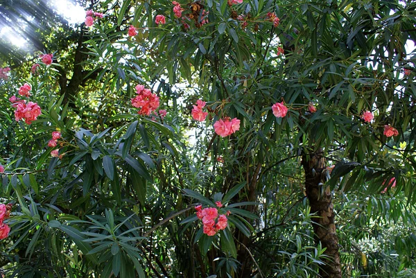 Blommande Träd — Stockfoto