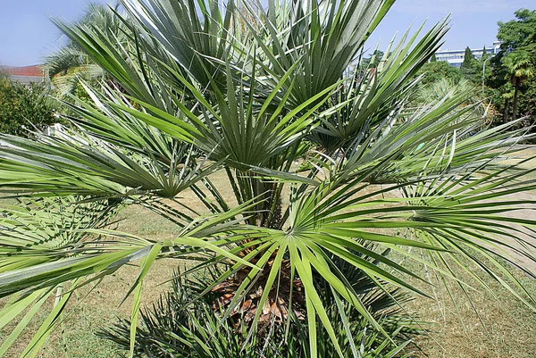 Palmbomen Het Grasveld Het Park — Stockfoto