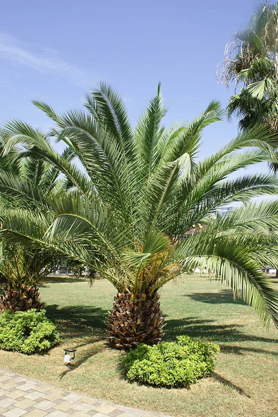 Palm Trees Lawn Park — Stock Photo, Image