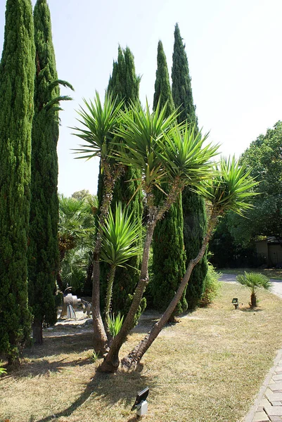 Palmbomen Het Grasveld Het Park — Stockfoto