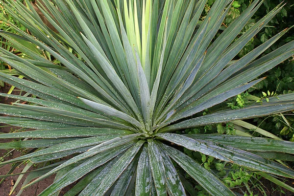 Dekking Van Planten Met Waterdruppels — Stockfoto