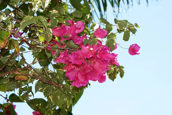 Floração Árvores Ilha — Fotografia de Stock