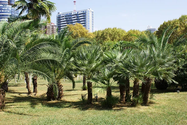 Palm Trees Lawn Park Stock Picture