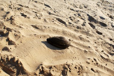 Nehir kabuk kum, plaj üzerinde.