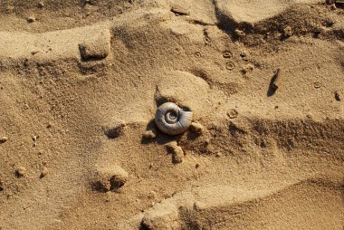 Nehir kabuk kum, plaj üzerinde.