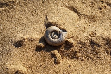 Nehir kabuk kum, plaj üzerinde.