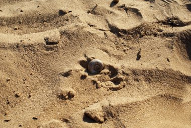 Nehir kabuk kum, plaj üzerinde.