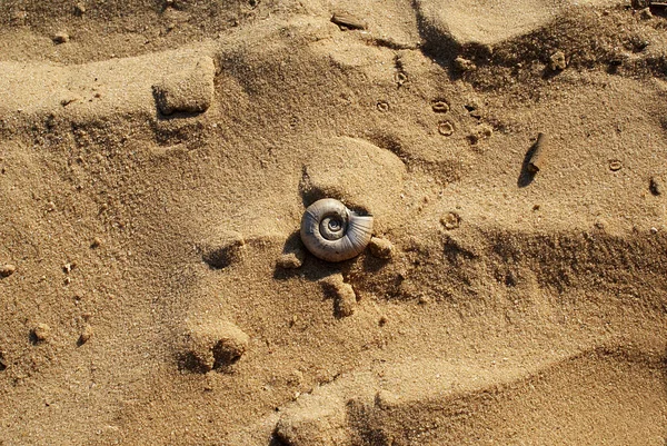 Řeka Shell Písku Pláž — Stock fotografie