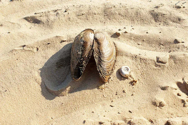 River Shell Sand Beach — Stock Photo, Image