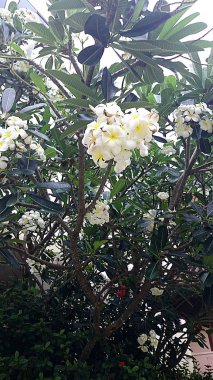 Adada çiçekli ağaçlar.