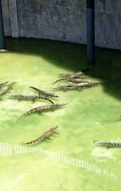 Timsah, caiman çiftlikte.