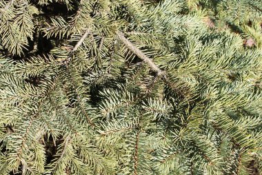 İğne yapraklı orman, arka plan tasarımı için. Sony Dsc