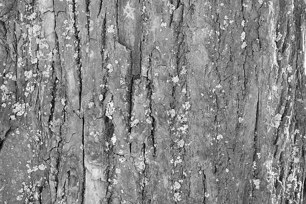 Tree Bark Wood Texture Background — Stock Photo, Image
