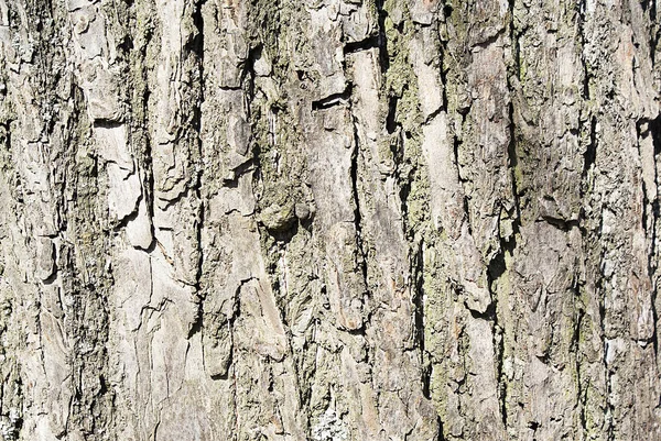 Tree Bark Wood Texture Background — Stock Photo, Image