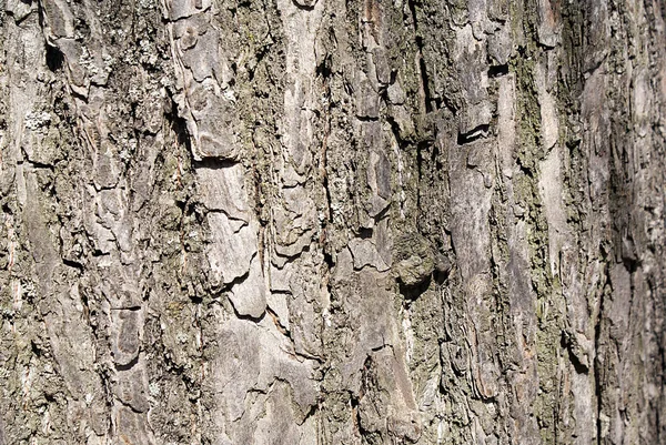 Tree Bark Wood Texture Background — Stock Photo, Image