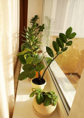 Bir tencerede ev çiçekleri, ev bitki.