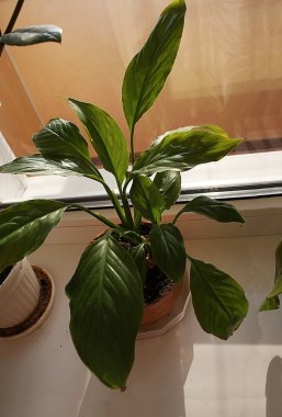 Bir tencerede ev çiçekleri, ev bitki.