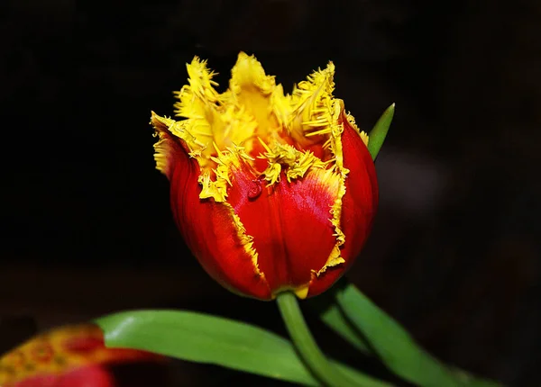 Tulipes Fleurs Jardin Printemps — Photo