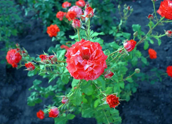 Rosen Schöner Strauß Baum Mit Rosen — Stockfoto