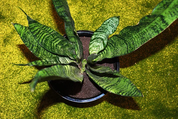 Hausblumen Topf Heimische Pflanze — Stockfoto