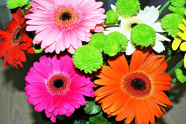 Schöne Blumen Wie Gänseblümchen — Stockfoto