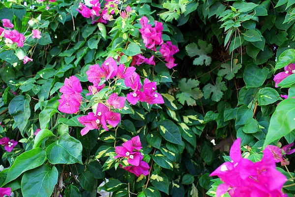 Flores Canteiros Flores Parque Verão — Fotografia de Stock