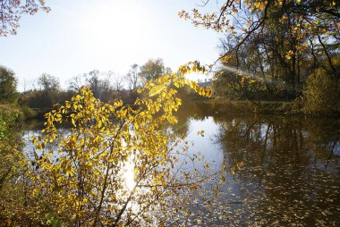 Sonbahar, ağaçları yansıtan bir göl ile bir park.