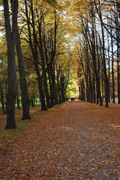 Automne Parc Automne Avec Feuilles Tombées — Photo