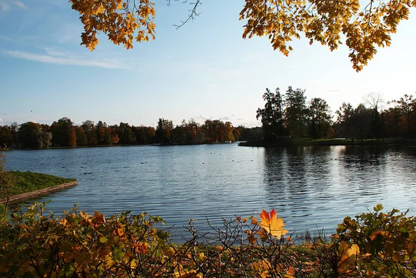 나무를 비추는 호수가 — 스톡 사진