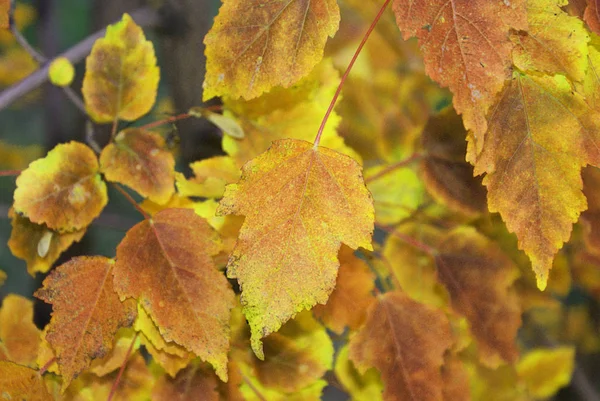 Jesień Jesienny Park Opadłych Liści Jesienny Liść — Zdjęcie stockowe