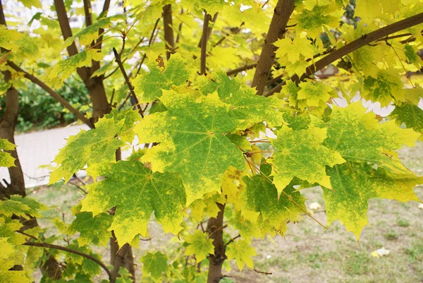 Jesień Jesienny Park Opadłych Liści Jesienny Liść — Zdjęcie stockowe